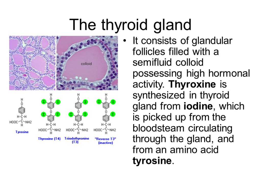The thyroid gland It consists of glandular follicles filled with a semifluid colloid possessing